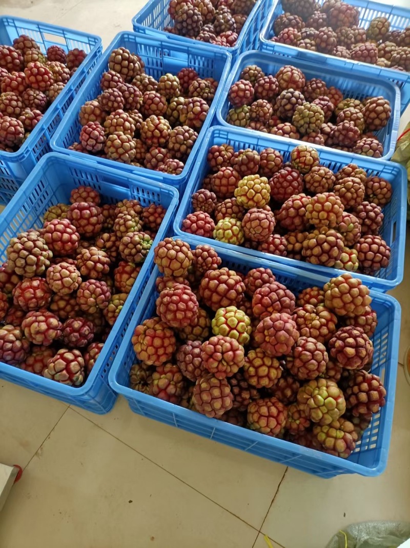 黑老虎，咘福娜
