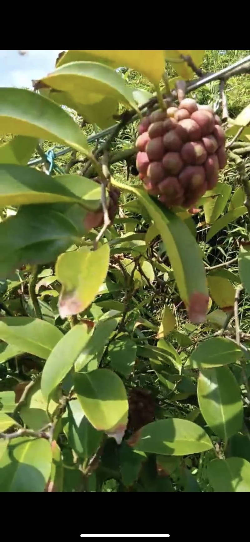 黑老虎，咘福娜