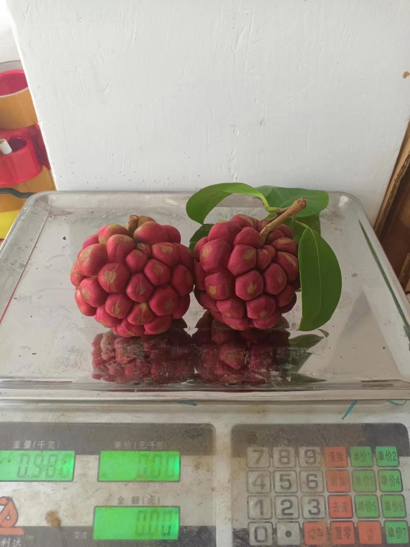 黑老虎，咘福娜