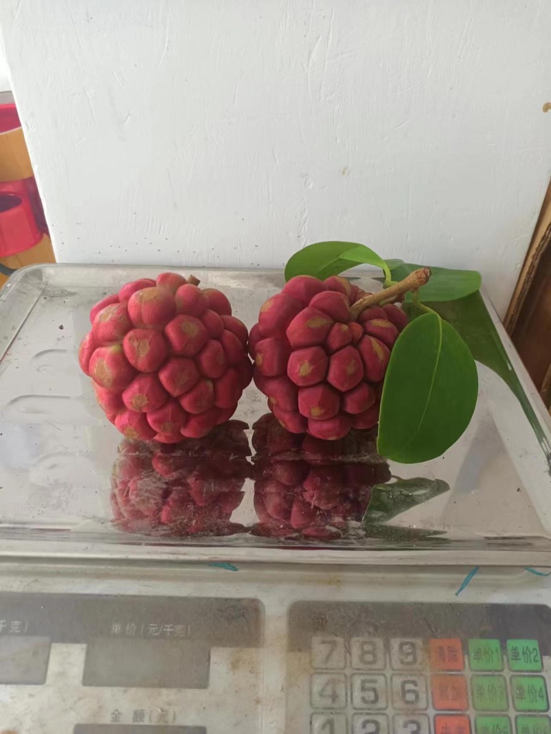 黑老虎，咘福娜