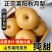 秋月梨电商一件代发山东烟台莱阳中通顺丰对接直播全渠道代发