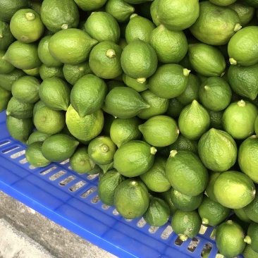 广东香水柠檬