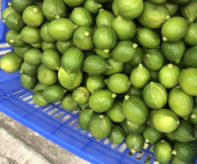 广东香水柠檬