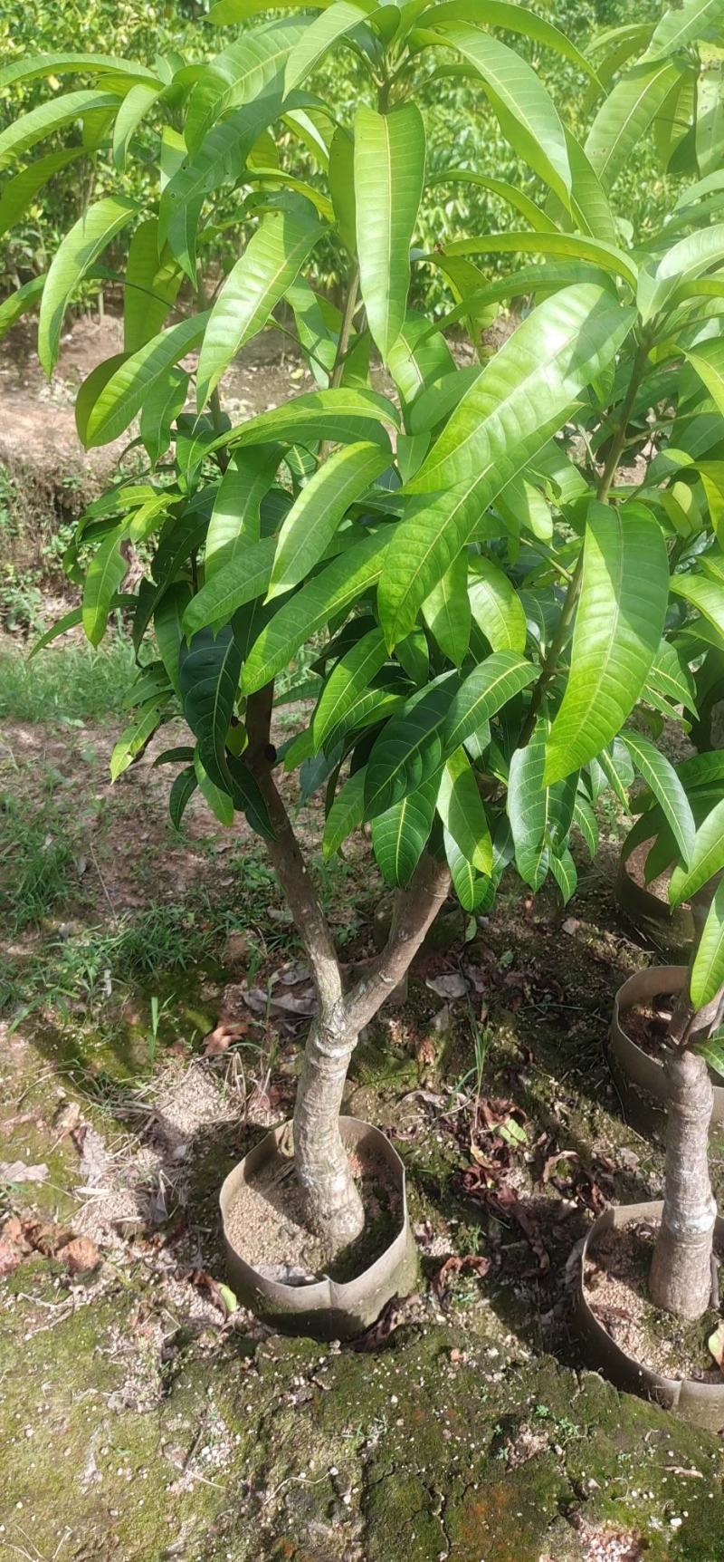 5到10公分芒果苗
