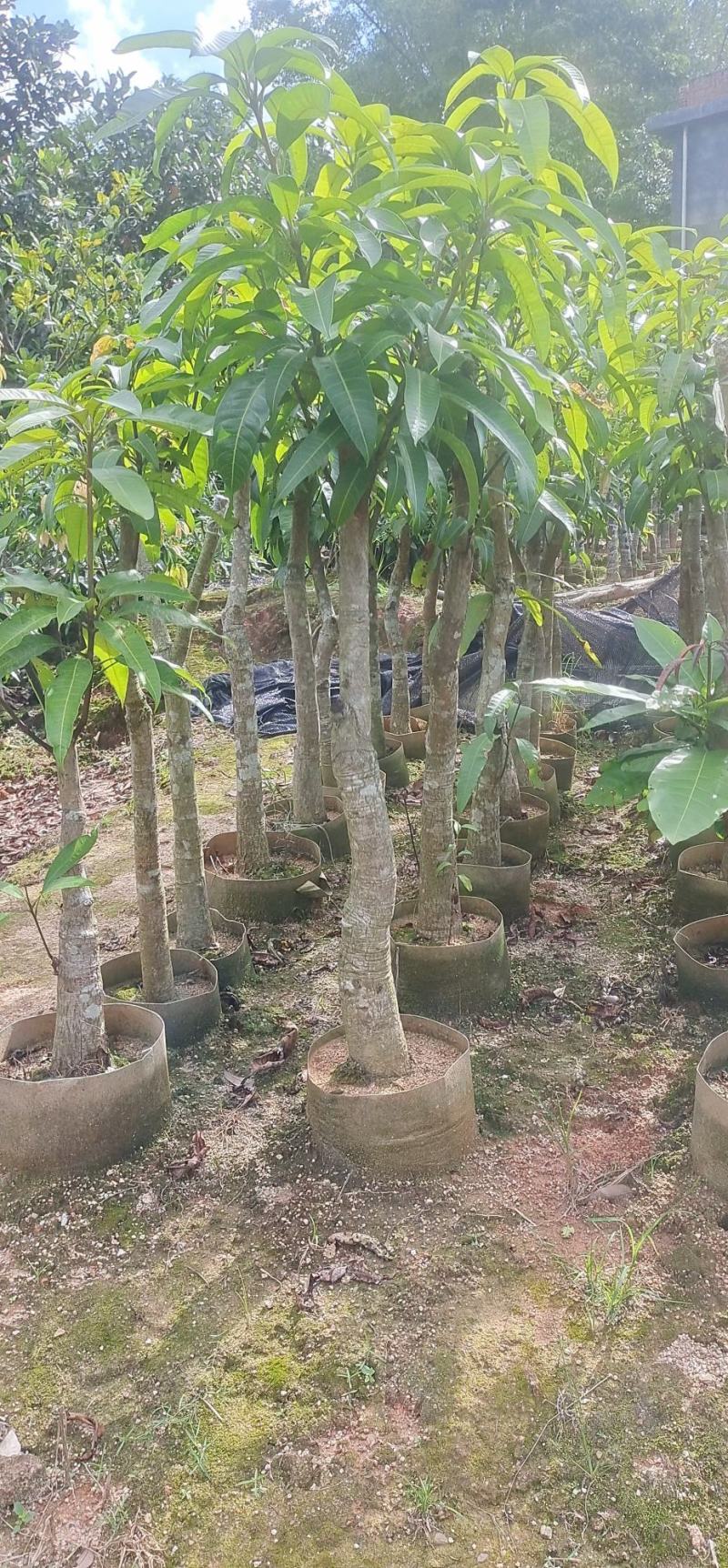 5到10公分芒果苗