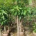 5到10公分芒果苗