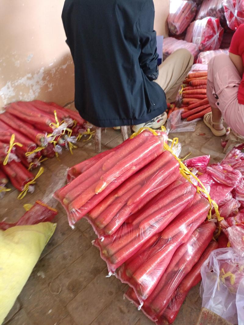 山西渭南大荔秤杆红萝卜常年有货条形顺直全国接单提供包装净菜