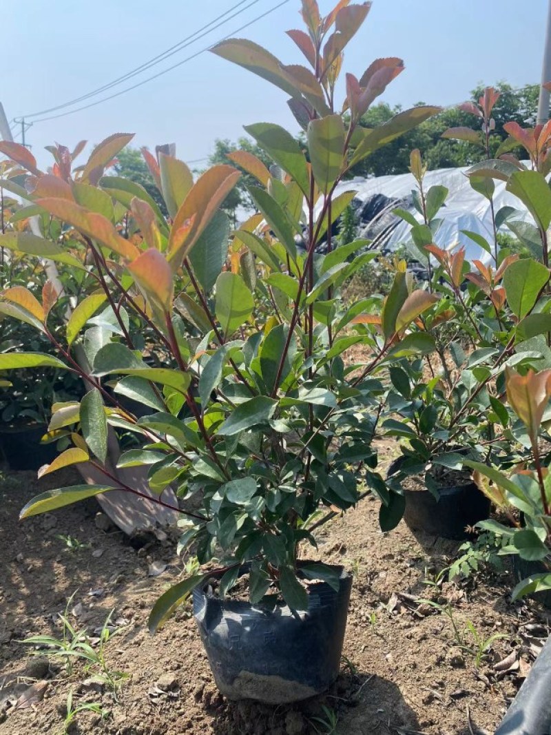 大杯石楠