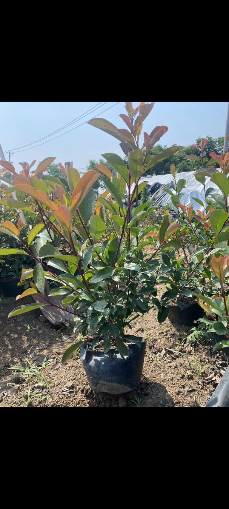 大杯石楠