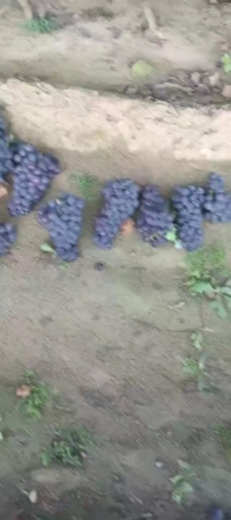 陆地葡萄大量上市