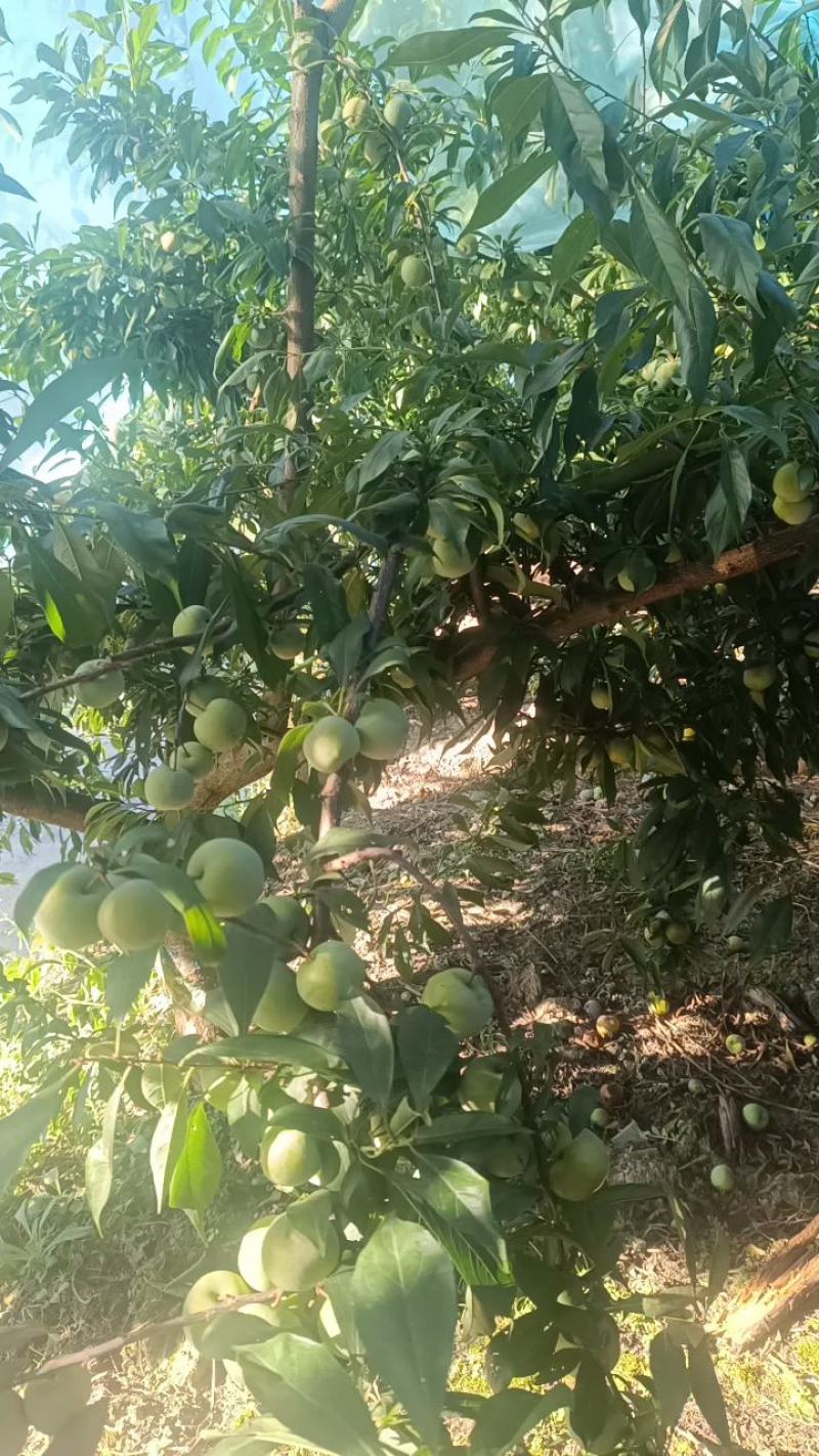 重庆奉节铁头晚熟青脆李开始上市了，个头大，品质好，电联