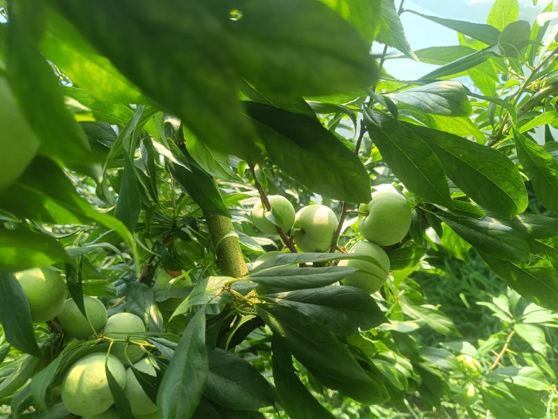 重庆奉节铁头晚熟青脆李开始上市了，个头大，品质好，电联