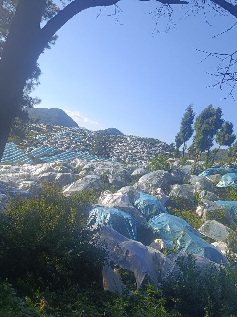 重庆奉节铁头晚熟青脆李开始上市了，个头大，品质好，电联