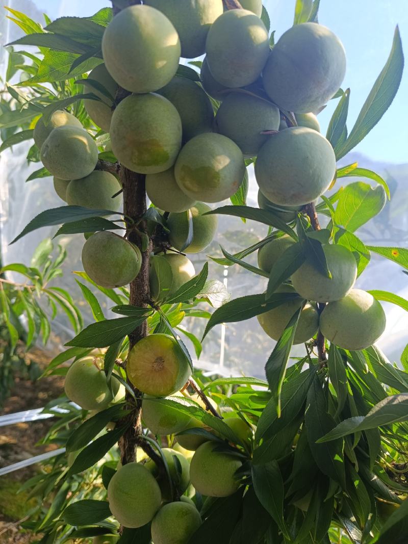 重庆奉节铁头晚熟青脆李开始上市了，个头大，品质好，电联