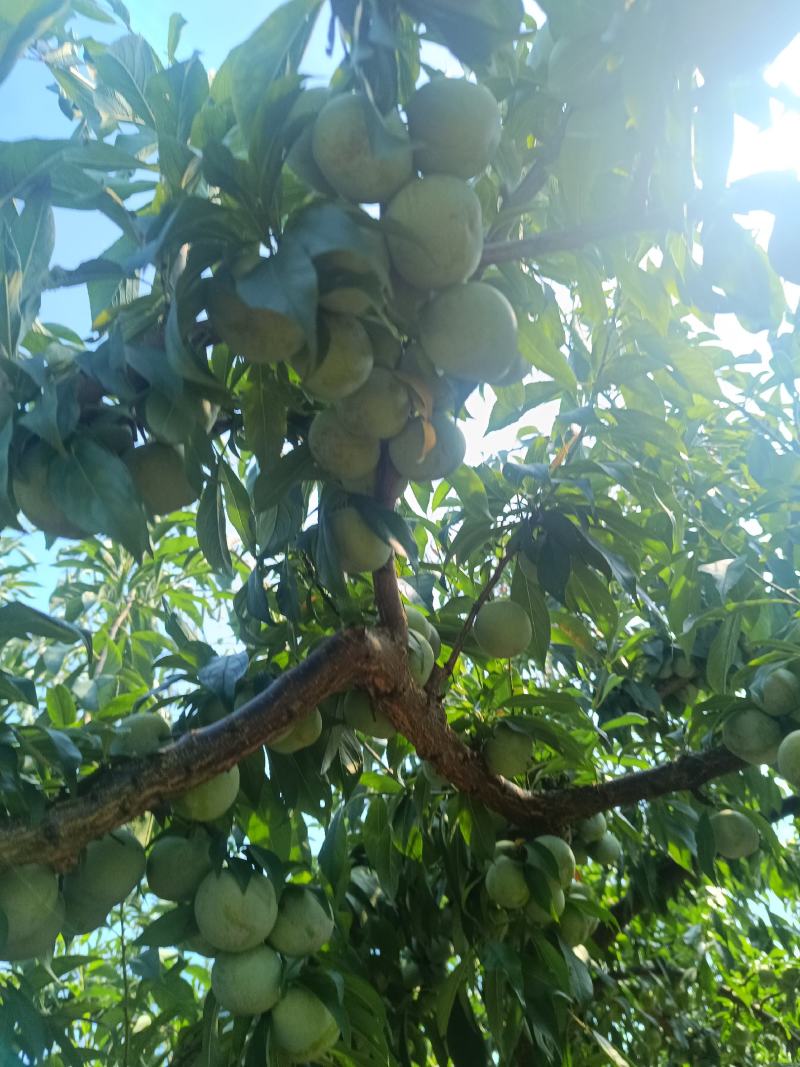 重庆奉节铁头晚熟青脆李开始上市了，个头大，品质好，电联