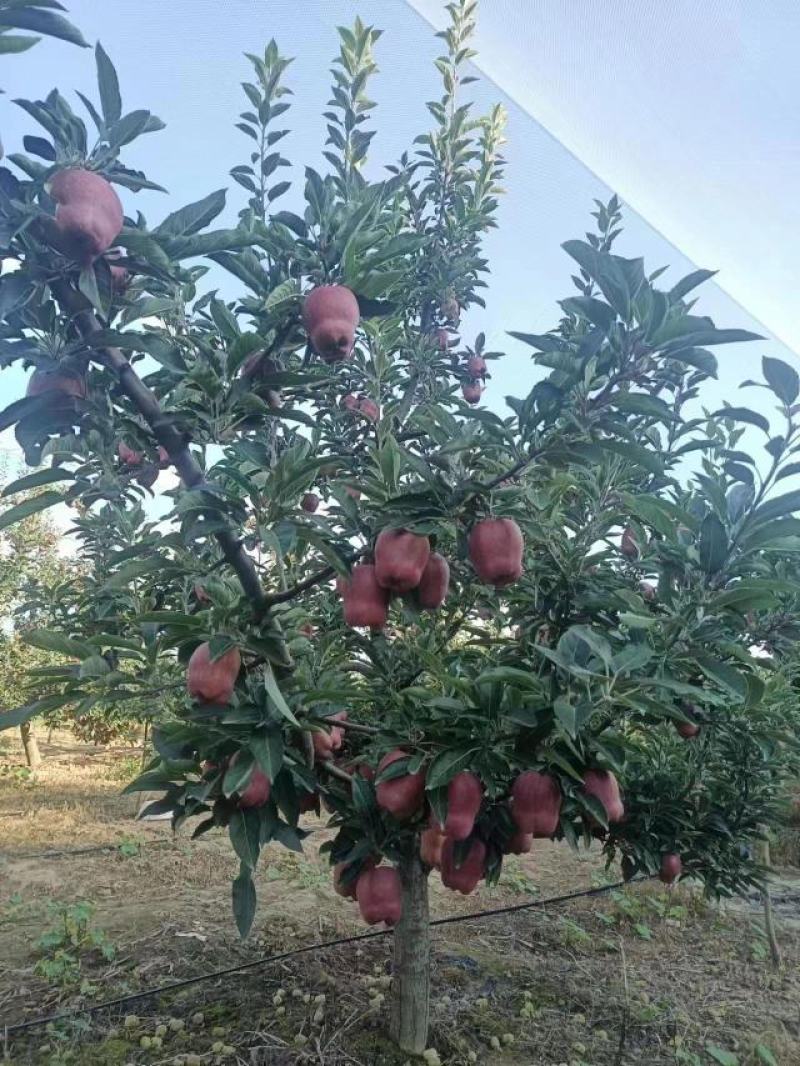甘肃天水花牛苹果全面上市开园高海拔花牛苹果