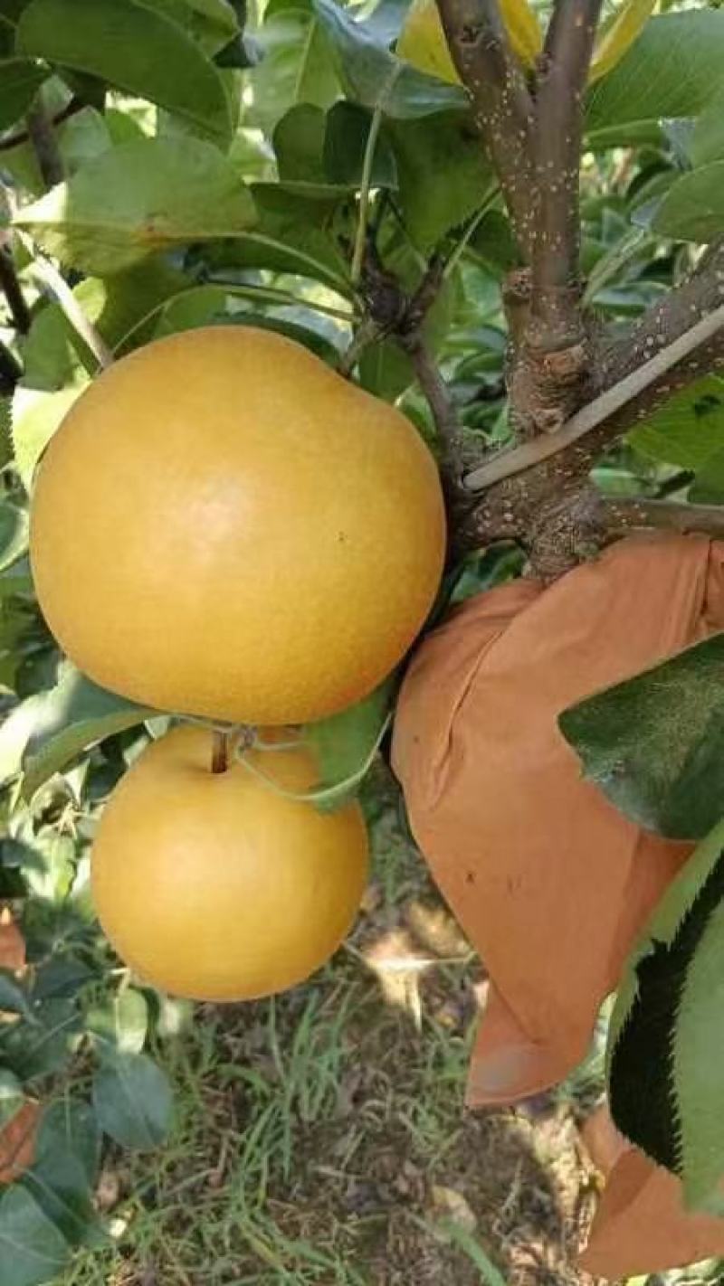烟台不抹药圆黄梨