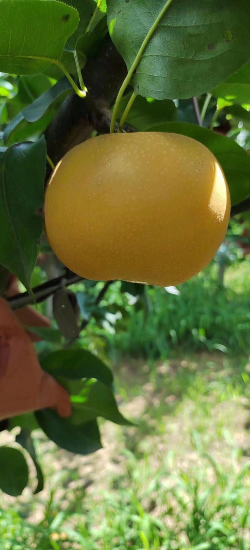 烟台不抹药圆黄梨