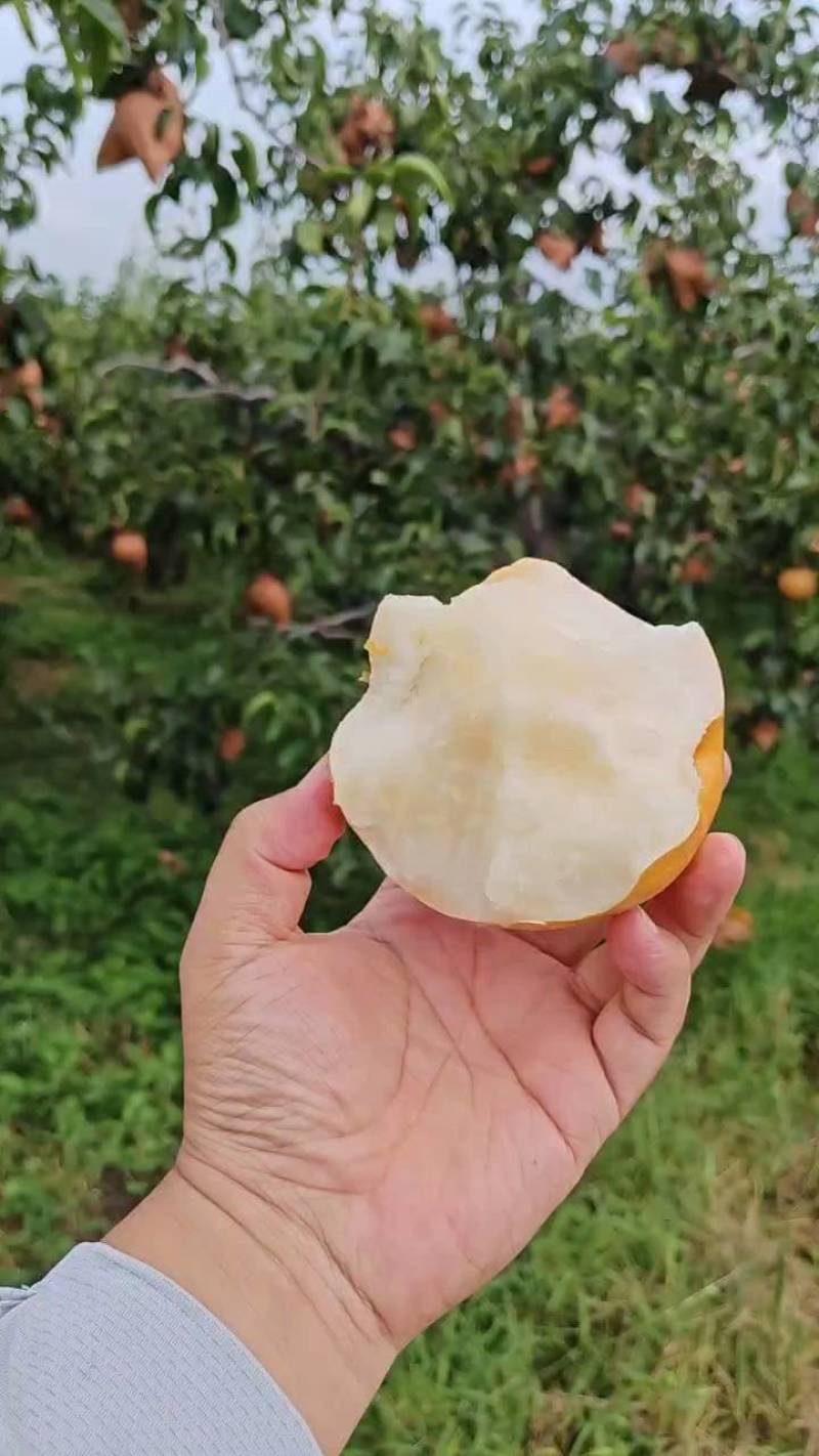 秋月梨，丰水梨，产地大量上市，发货全国，市场，一件代发