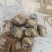 河鲜螺丝