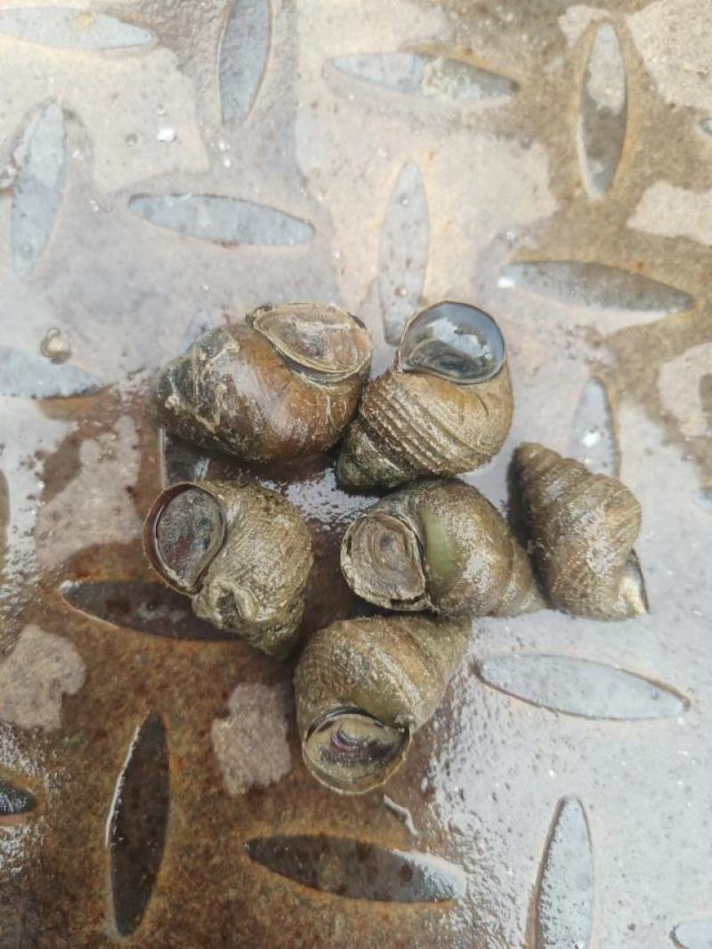 河鲜螺丝