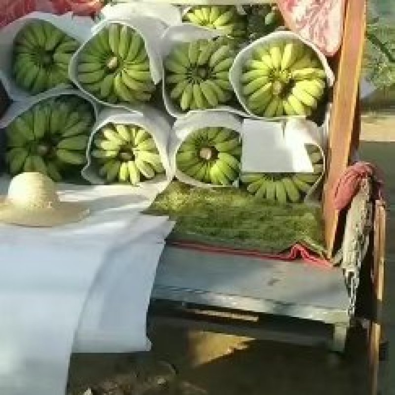 精品芭蕉大量上市，欢迎订购