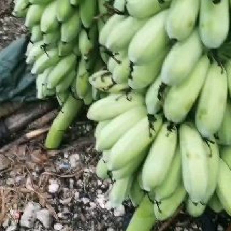 精品芭蕉大量上市，欢迎订购