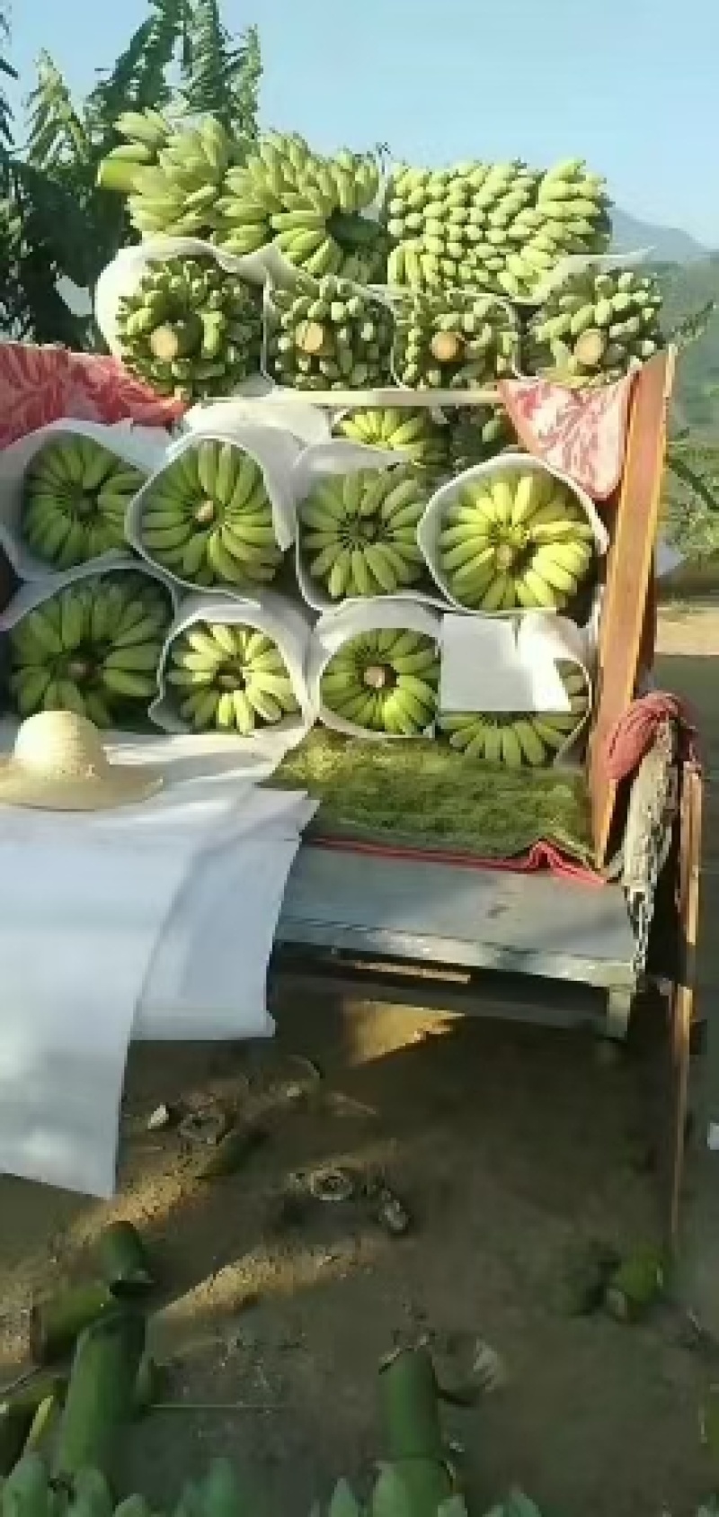 精品芭蕉大量上市，欢迎订购