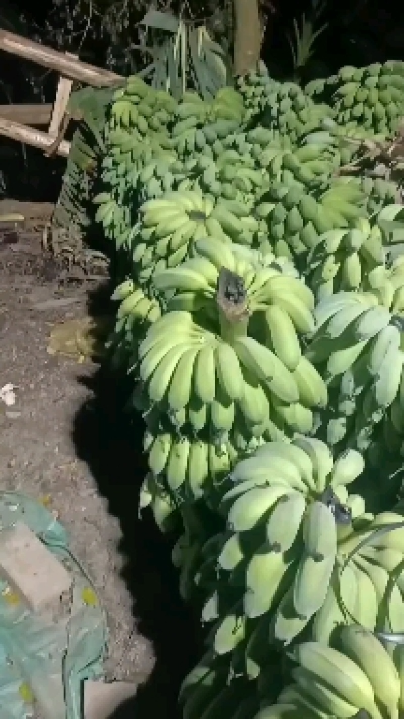 精品芭蕉大量上市，欢迎订购