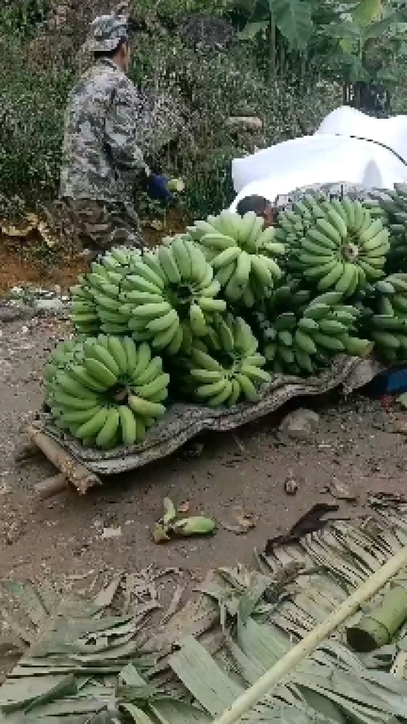 精品芭蕉大量上市，欢迎订购