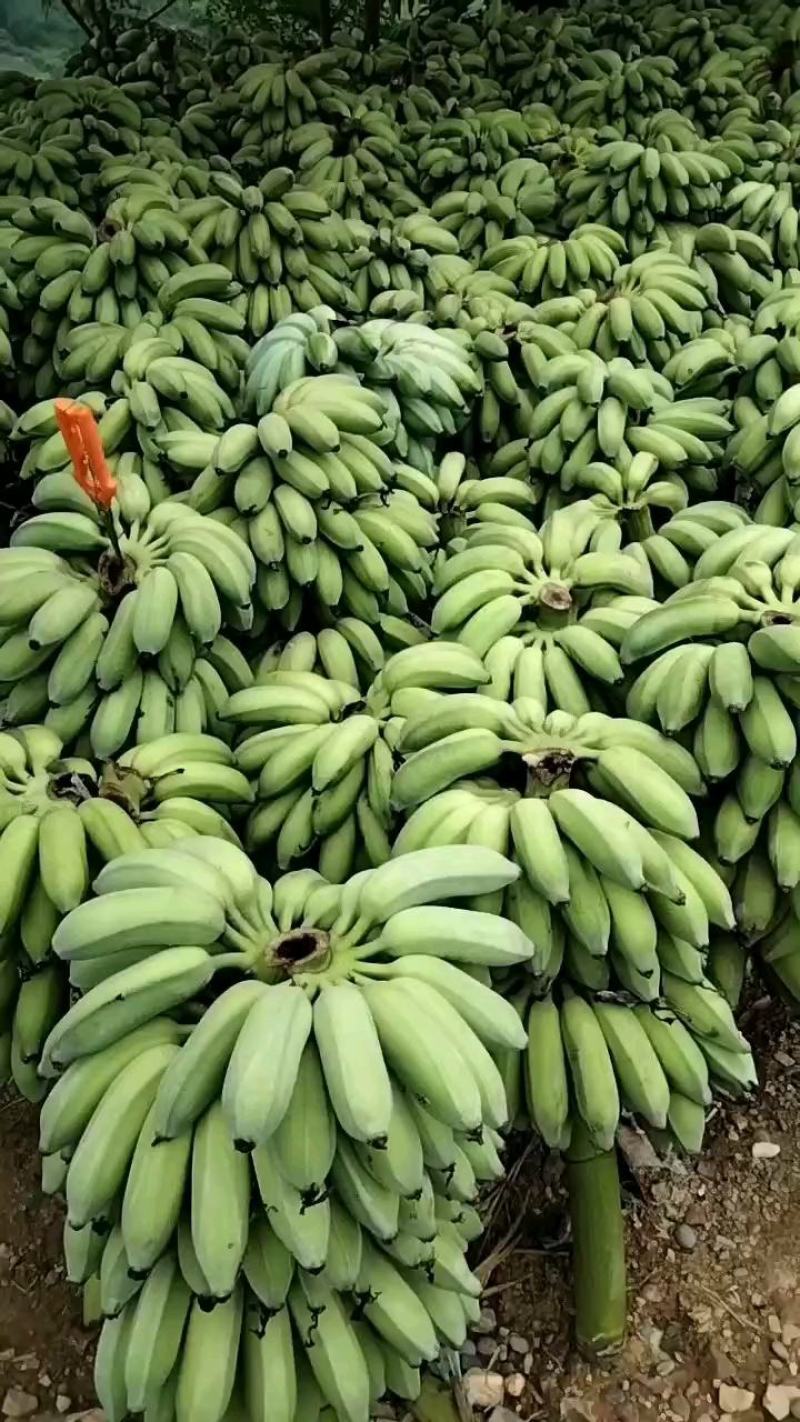 精品芭蕉大量上市，欢迎订购