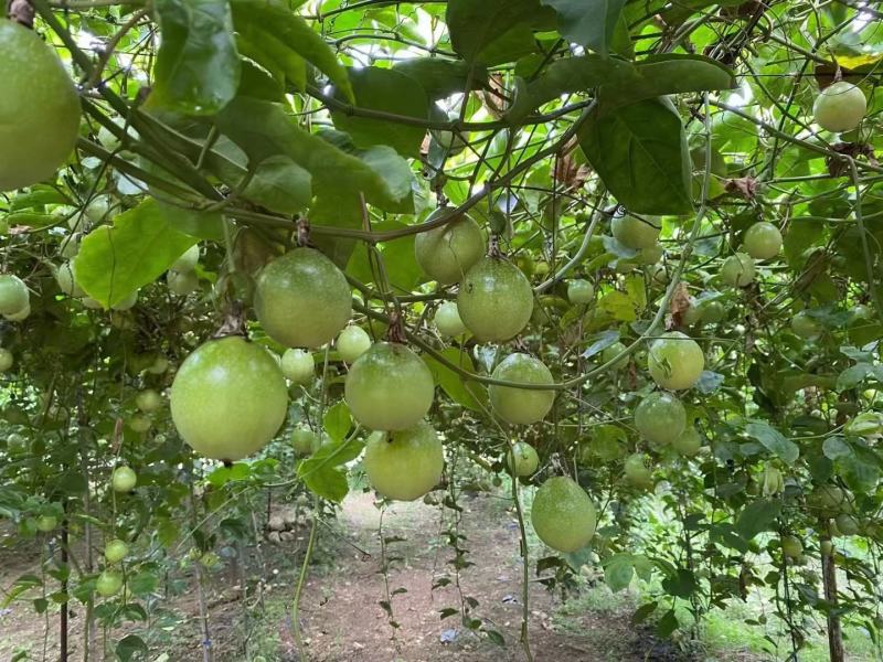 海南钦蜜9号百香果，很甜，价格实惠，整车发货，一件代发