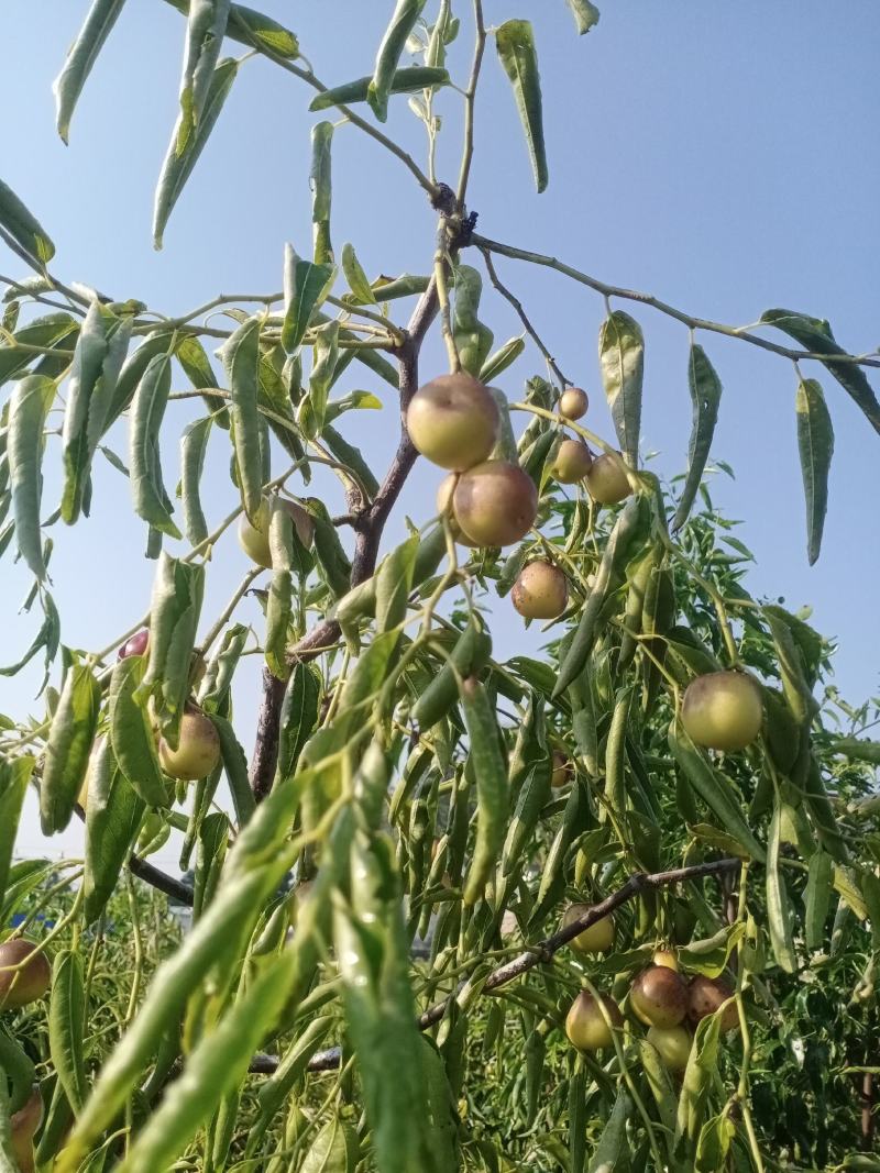 冬枣种植户