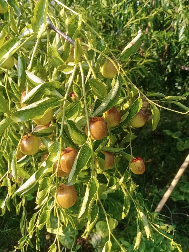 冬枣种植户