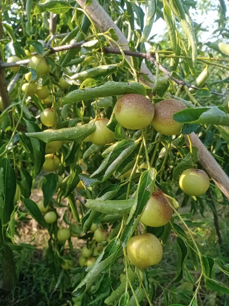 冬枣种植户