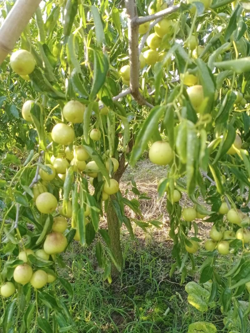 冬枣种植户