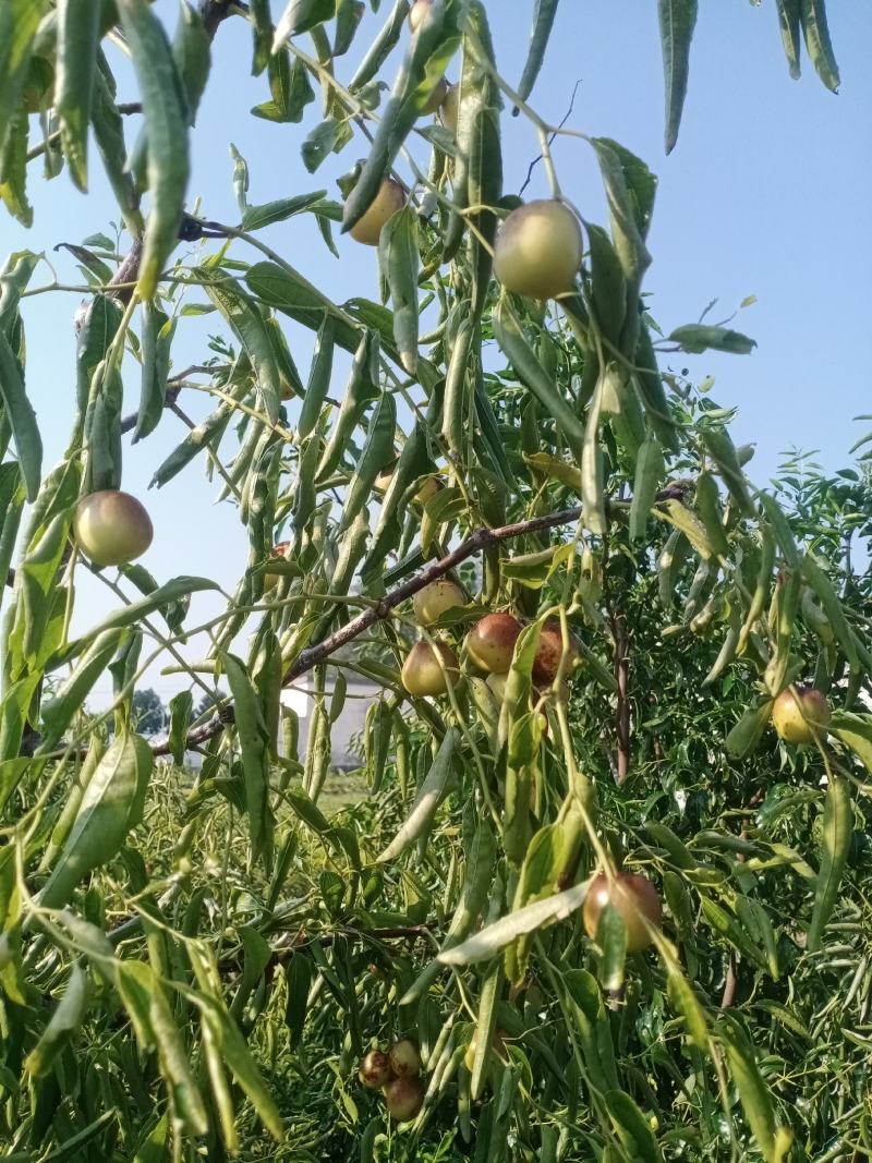 冬枣种植户