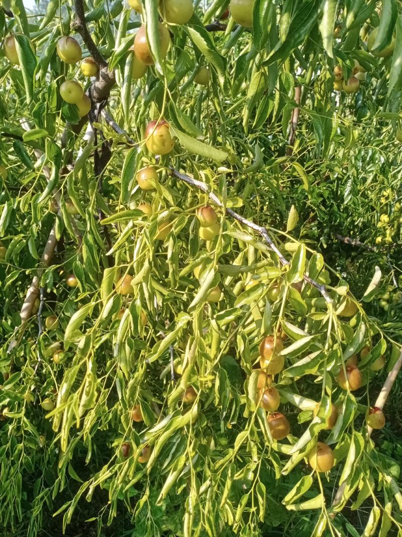 冬枣种植户