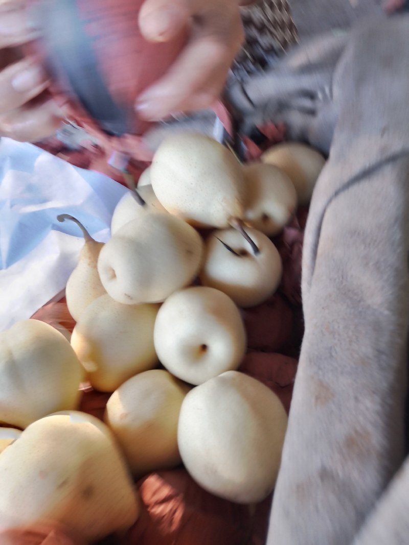 老鸭梨