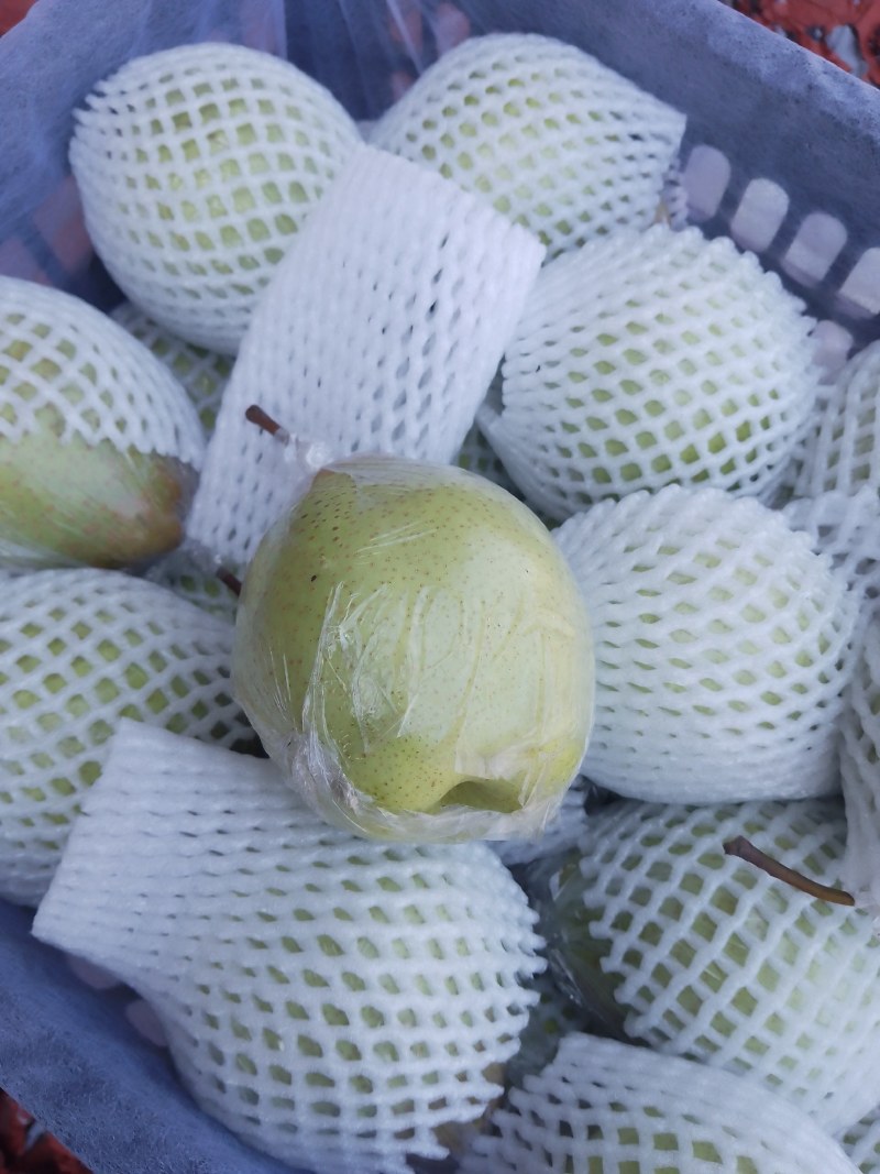 老鸭梨