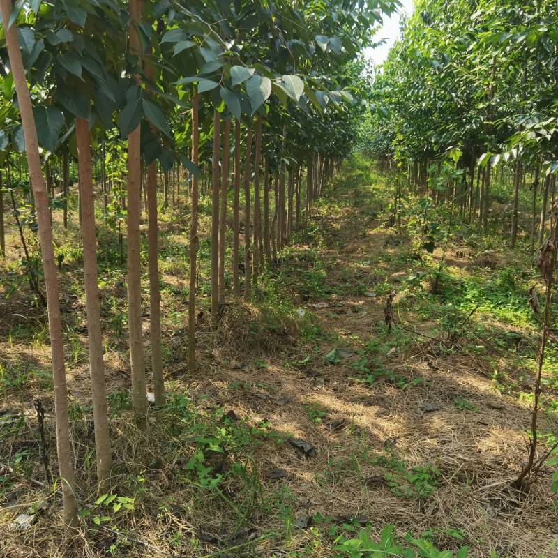 杜仲苗（自家优质杜仲苗圃基地，米经4一一8公分杆直冠好）