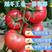 秋延越冬大果硬粉西红柿苗耐低温高抗病毒产量高早熟番茄苗