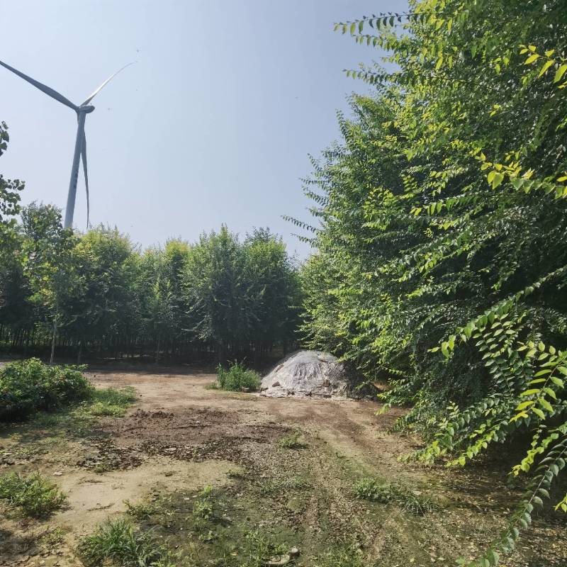 高杆金叶榆（自家地里精品高杆）