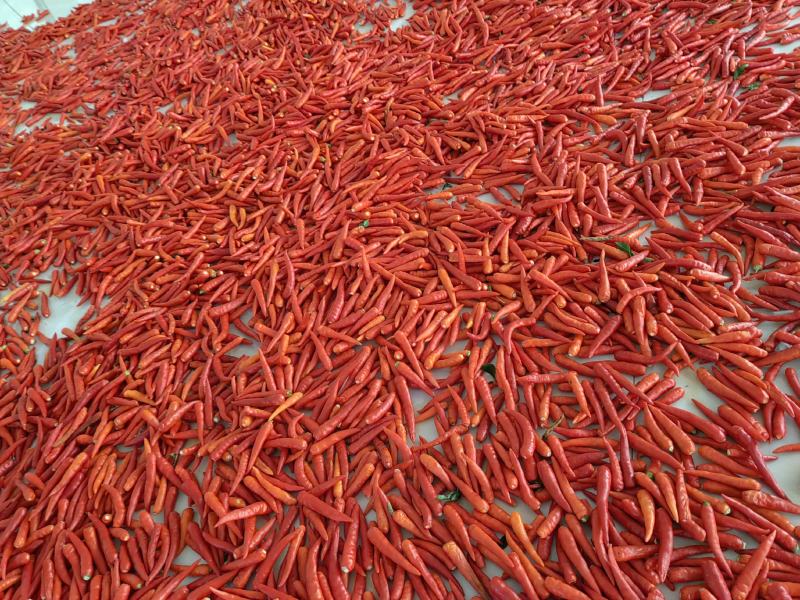 湘辣575品种辣椒