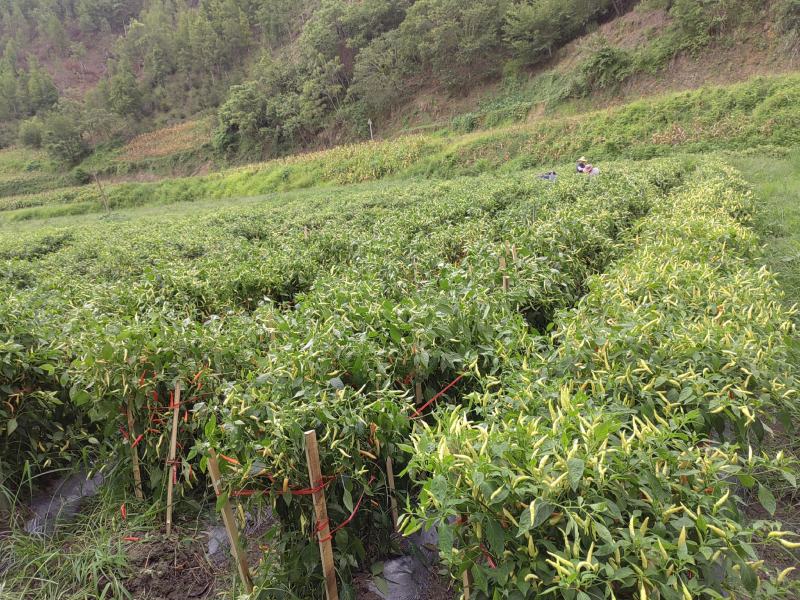 湘辣575品种辣椒