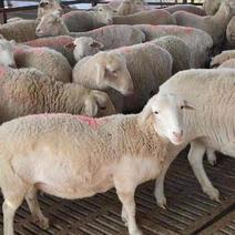 纯种小尾寒羊，澳洲白一手货源视频看货品质保证欢迎来电