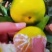 蜜橘柑橘湖北早熟蜜橘产地一手货源大量供应对接零卖电商市场