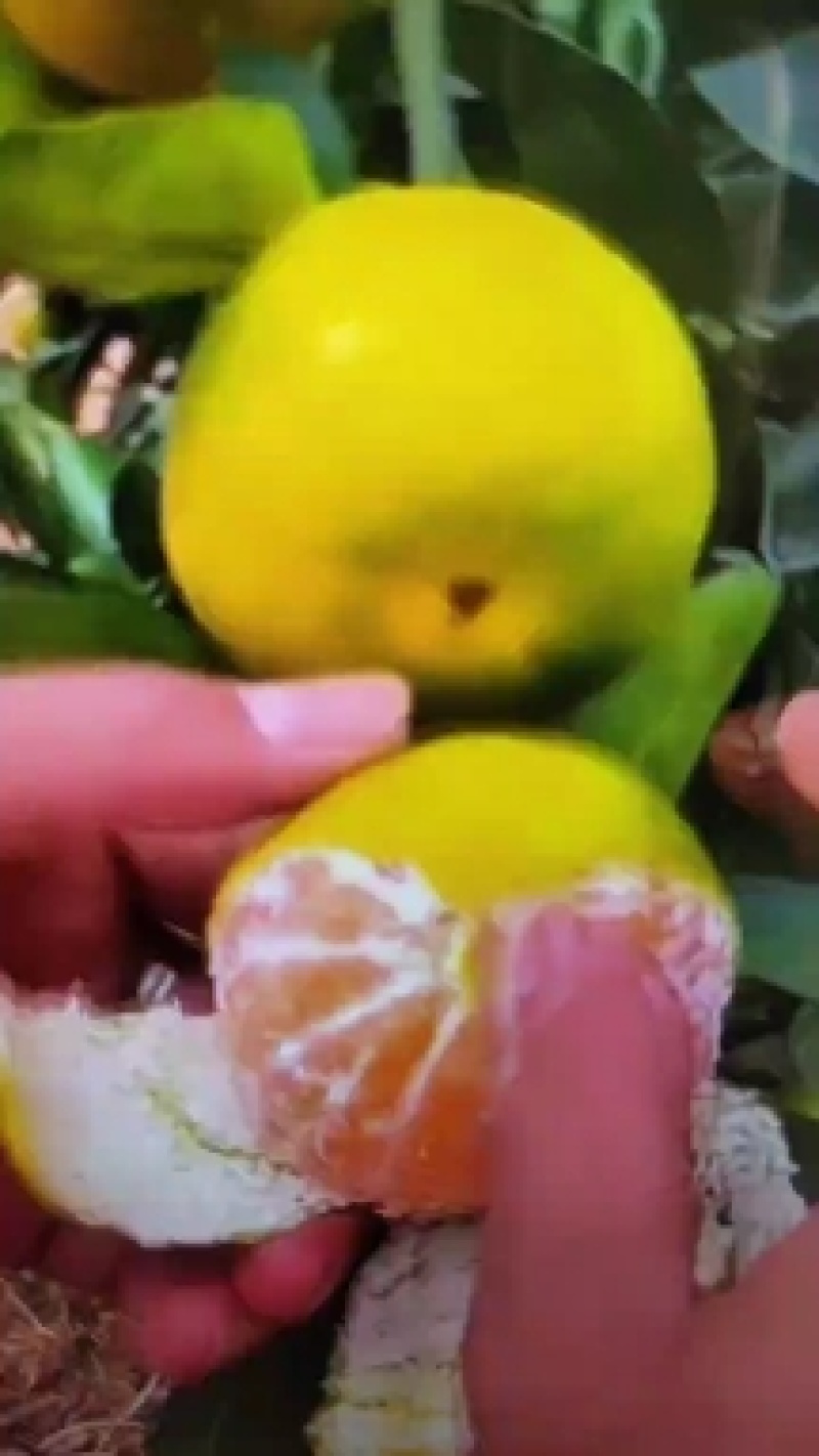 蜜橘柑橘湖北早熟蜜橘产地一手货源大量供应对接零卖电商市场