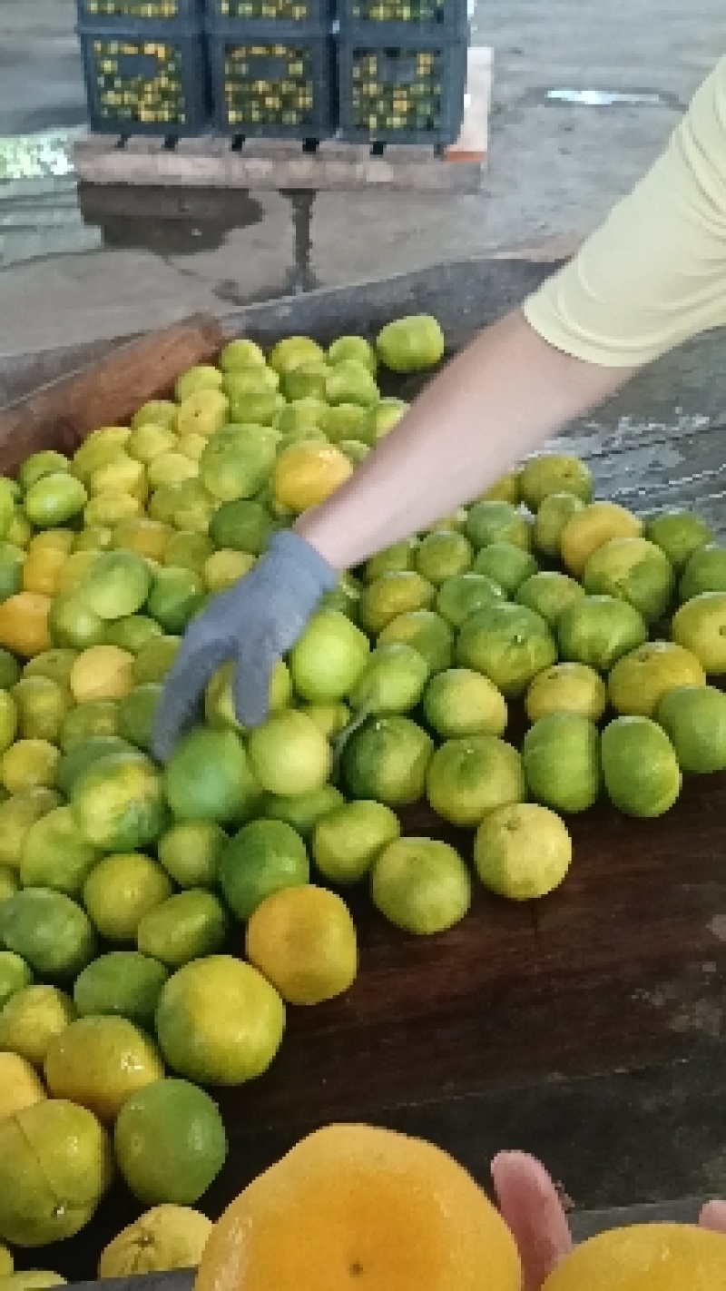 蜜橘柑橘湖北早熟蜜橘产地一手货源大量供应对接零卖电商市场