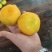 蜜橘柑橘湖北早熟蜜橘产地一手货源大量供应对接零卖电商市场